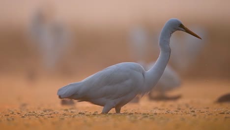 Silberreiher-Fischen-Am-Nebligen-Morgen