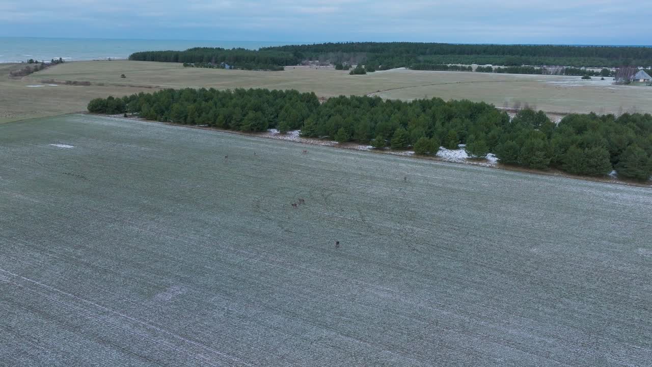 가벼운 눈, 흐린 겨울 저녁, 앞으로 움직이는 넓은 드론 추적 샷, 아래로 기울기