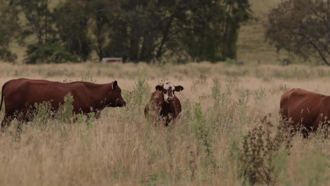 Bovini al pascolo nell'erba alta nel Scenic Rim, Queensland, Australia