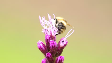 garden flower liatris spicata or bottle brush with female red mason bee [osmia bicornis] on top and flying away against a smooth blurred out of focus bright natural background