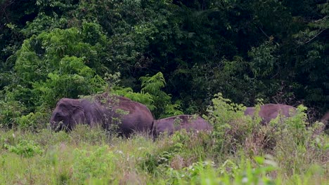 The-Asiatic-Elephants-are-endangered-species-and-they-are-also-residents-of-Thailand