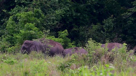 the asiatic elephants are endangered species and they are also residents of thailand