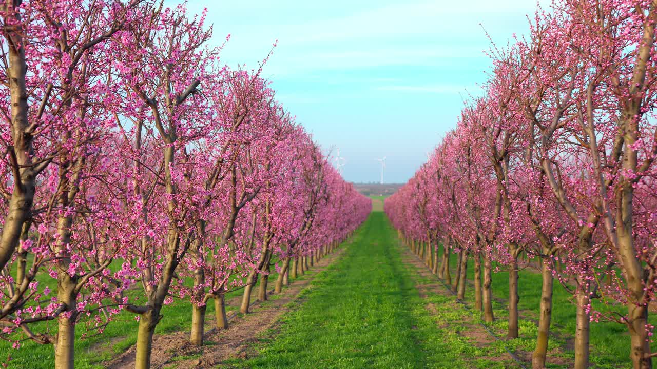 filas de ciruelas japonesas con flores rosadas en el huerto