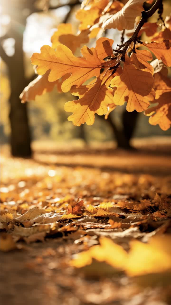Low-angle video captures autumn leaves on the ground with sunlight filtering through trees