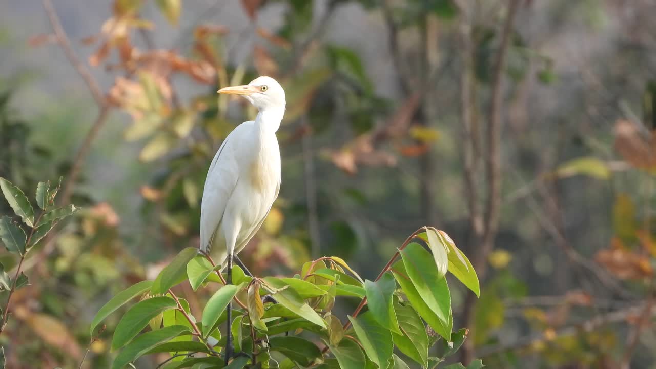 la garza se relaja en los ojos del árbol.