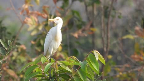 Heron-relaxing-on-tree-.-eyes-