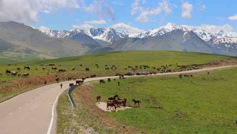 Tiere,-Pferde-Und-Kühe-Grasen-Auf-Den-Wiesen-Der-Elbrusregion,-Gehen-Auf-Die-Straße-Und-Behindern-Den-Verkehr-Von-Autos.