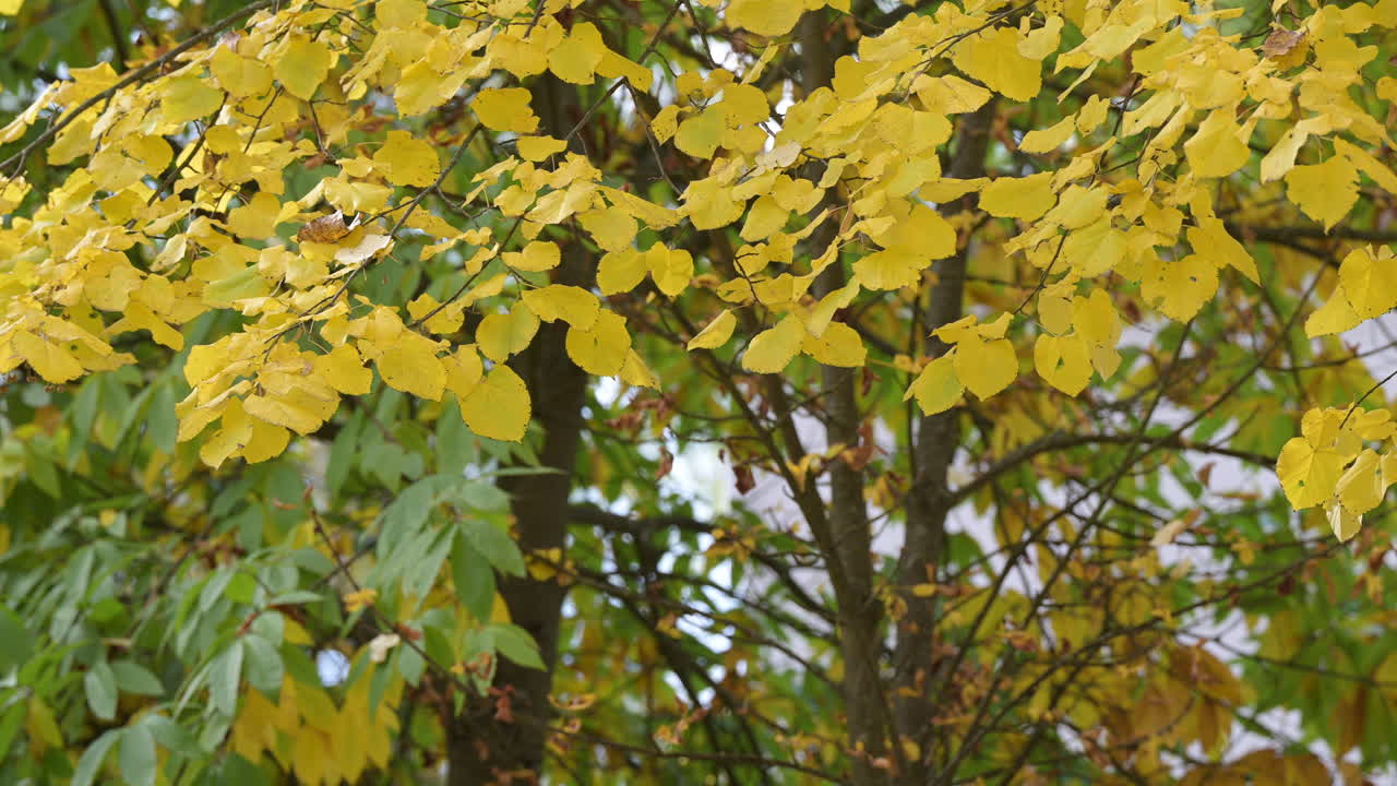 Yellow autumn leaves on linden tree branches