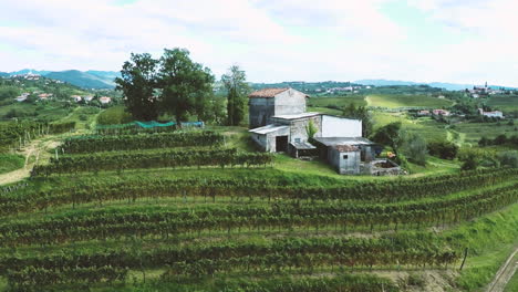 italian vineyard landscape