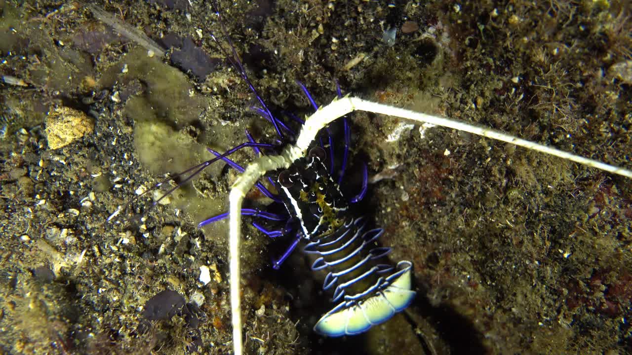 바위 속에 숨어있는 아기 파란 호박
