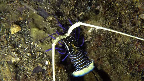 blue baby lobster hiding in rocks