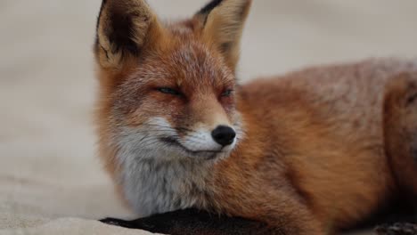 red fox on the beach