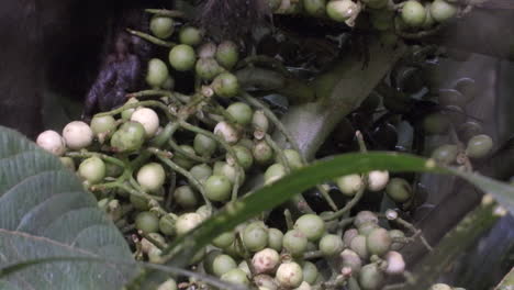 detail of a coati feeding on seeds in a tall tree