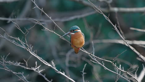 a close-up shot of a common kingfisher standing on a tree branch in the meguro nature park in tokyo, japan