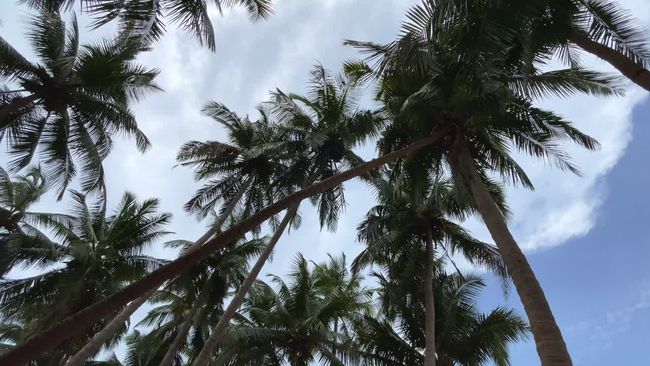 ramas de palmeras de coco bajo el cielo azul goa india