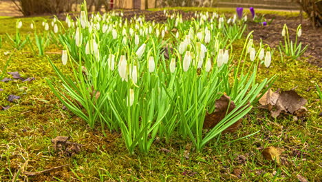 Snowdrops-Growing-In-The-Park-Swaying-On-Windy-Sunny-Day