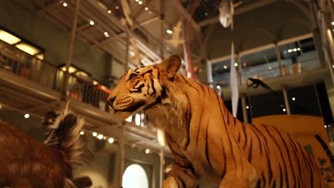 taxidermy tiger exhibit in edinburgh museum