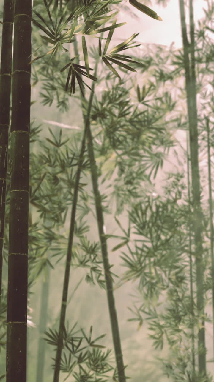 naturaleza fresca y verde bosque tropical de bambú