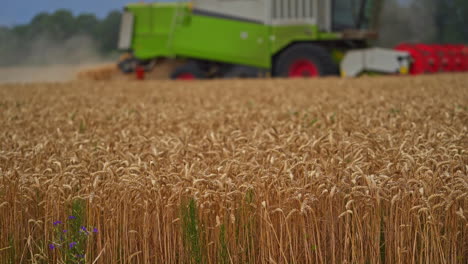 field of ripe wheat on summer season. the right time to pick the crops. green combine harvester working at the backdrop in blur.