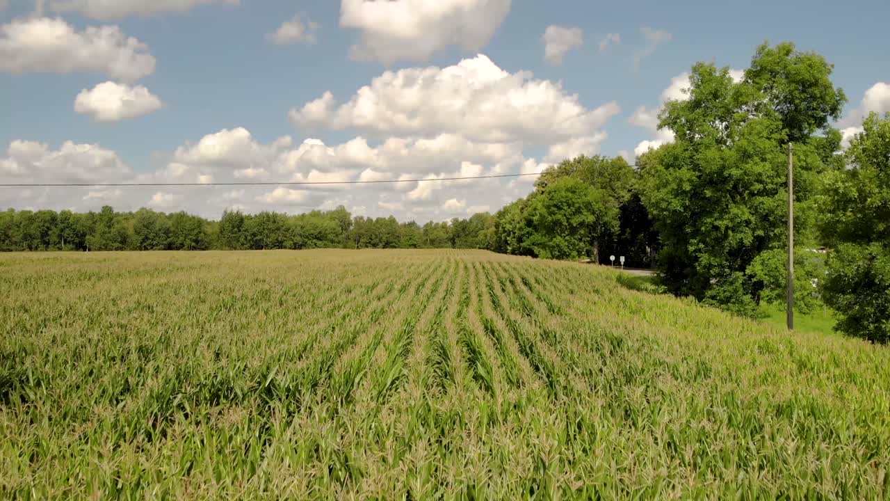 la parte inferior del maíz, el paso a todo el campo vista, el maíz se balancea en el viento, en la distancia cielo azul y nubes blancas