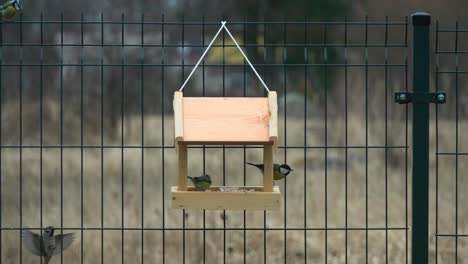 schot van kleurrijke titmouses die komen en gaan op een houten vogelvoerder die op een metalen hek hangt