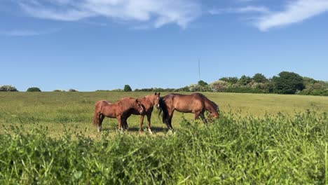 three brown horses on a green field