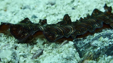 persian carpet flatworm crawls across the sandy bottom near a coral reef while looking for something to eat