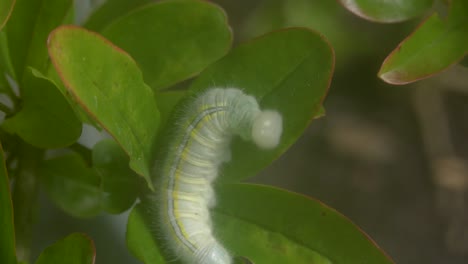 macro shot of a green caterpillar making a nest in the green leaves