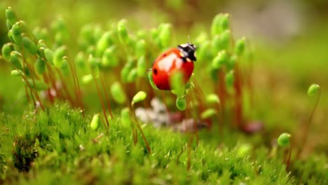 Close-up-wildlife-of-a-ladybug-in-the-green-grass-in-the-forest