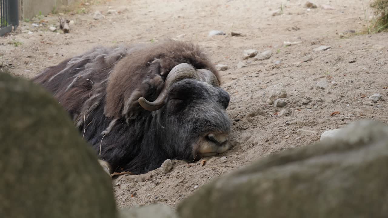 Musk ox sleep on the sand