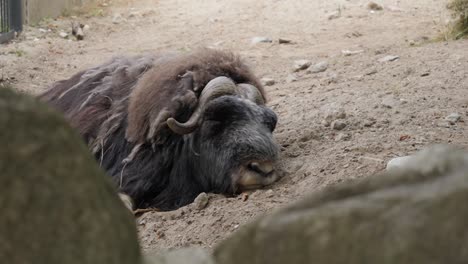 musk ox sleep on the sand