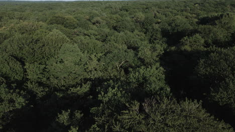 Brocéliande-forest-on-sunny-day,-Brittany-in-France