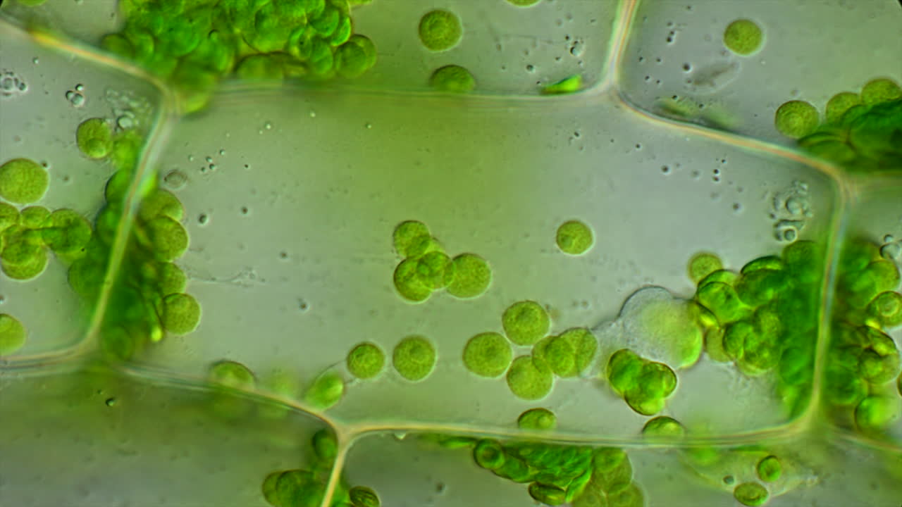 Microscopic View of Plant Cells with Chloroplasts