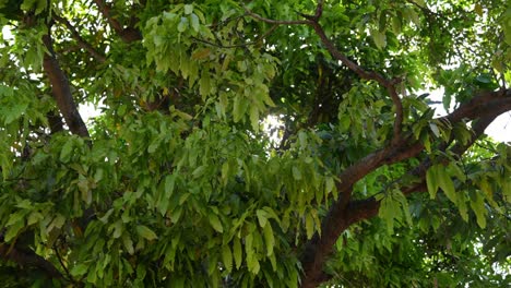 Zeitlupen-Sonnenstrahl-Hinter-Einem-Baum