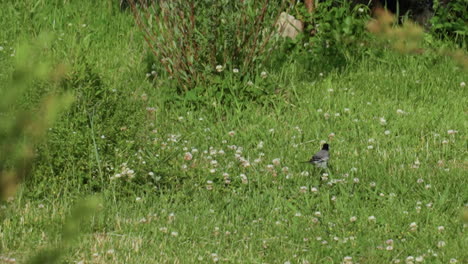white wagtail bird walking through green lawn, searching for insects among clover, back view moving across meadow under warm sun, cautious steps, tail wag visible
