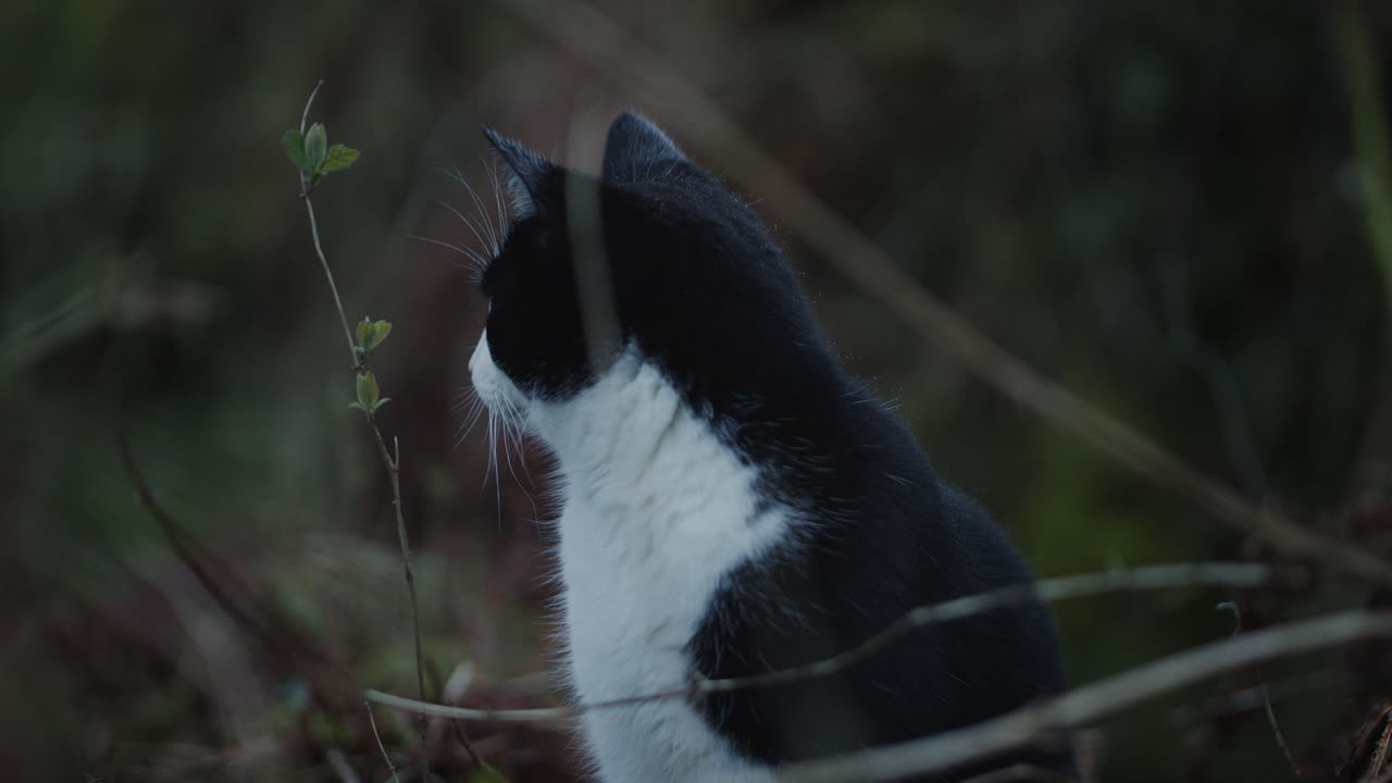 검은색과 색의 고양이가 가을에 숲에서 탐험하고 있습니다.