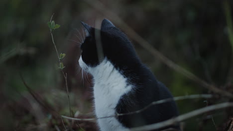 gato negro y blanco afuera explorando en el bosque en otoño