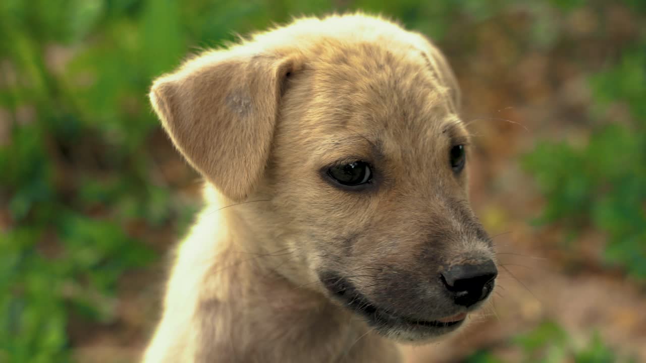 Close up of little cute puppy mongrel dog on sunny day in Asian park