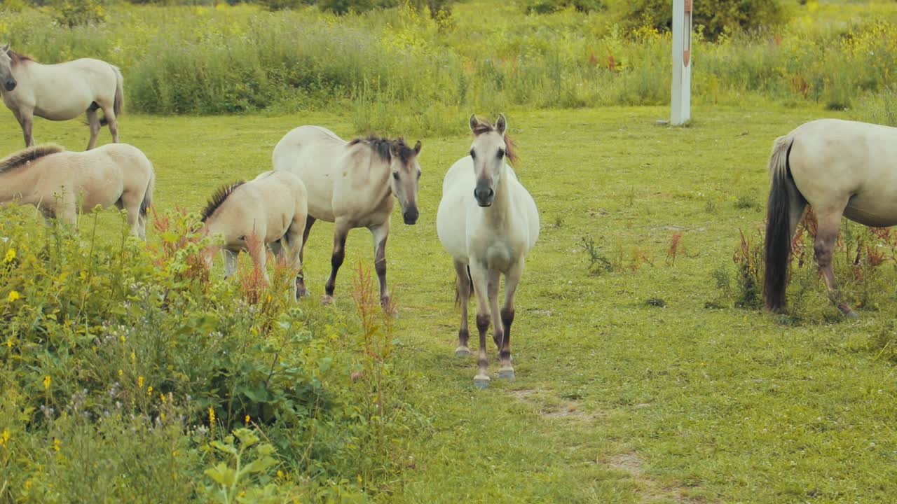 un caballo está comiendo hierba mientras camina hacia otro caballo