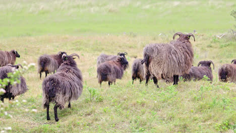 Hebridean-sheep,-adult,-grazing-coastal-grassland,-reserve-habitat-management,-Gibraltar-Point-N