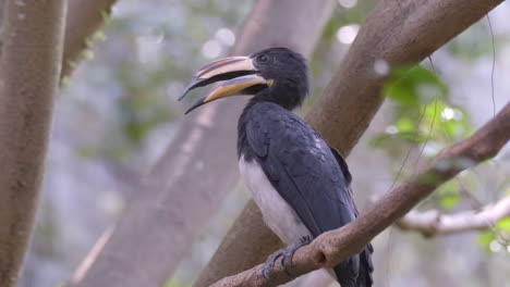 a northern african pied hornbill perch on tree branch