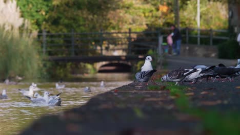 Flocks-of-pigeons-and-seagulls-peck-for-breadcrumbs-on-the-bank-of-canal-and-fly-away-together