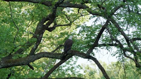 eagle on tree branch cleaning its wings, wissahickon creek, pennsylvania
