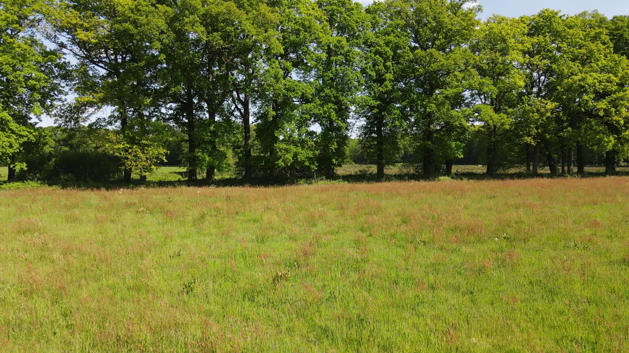 Moving drone shot towards tree line.