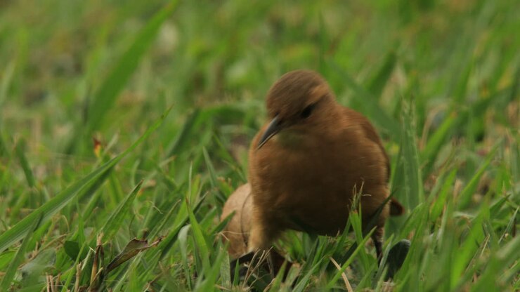 Furnarius rufus, Rufous hornero catching tiny insects on the grass