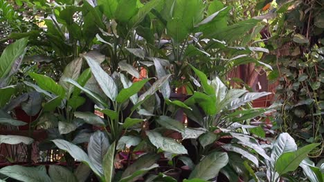 Plantas-Verdes-Frente-Al-Restaurante-Vista-De-Cerca