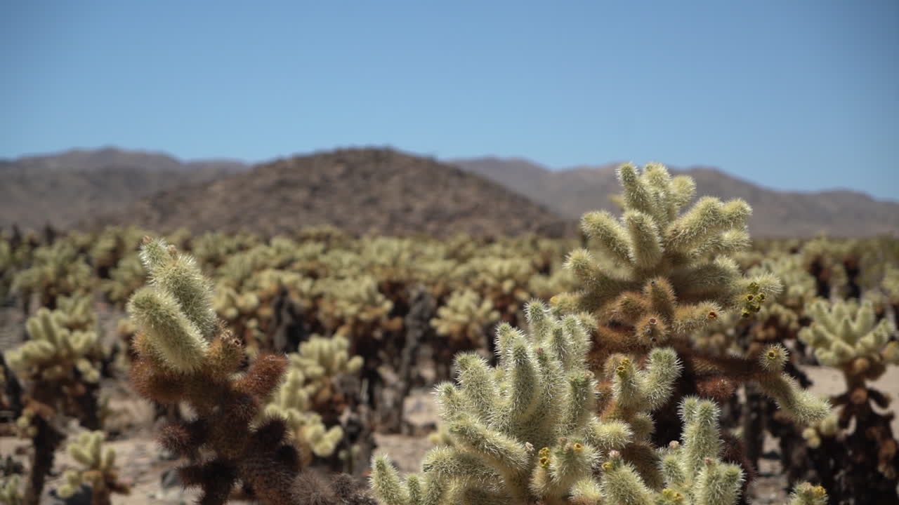 parque nacional joshua tree, california, ee.uu.