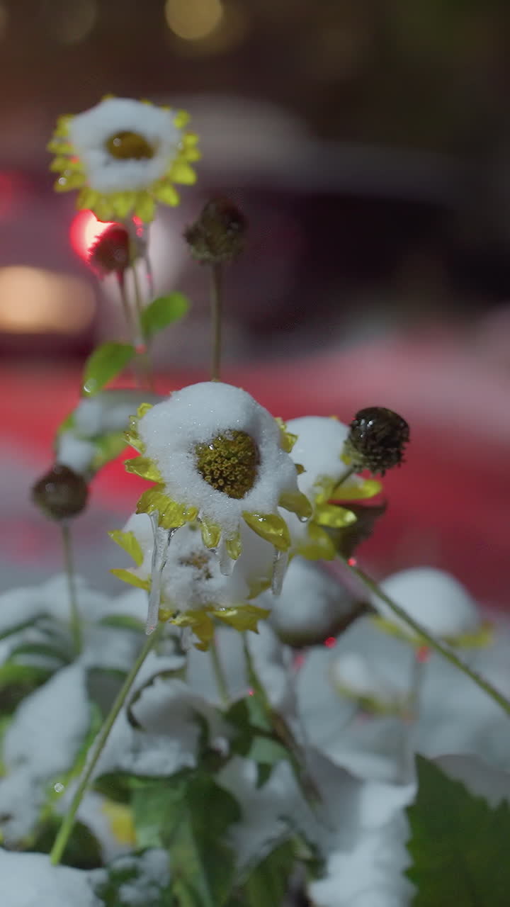 눈으로 인 꽃이 집중되어 있고, 차가 백라이트를 켜고 지나가고, 주거 지역의 흐릿한 시야와 다른 차가 부분적으로 보이며, 겨울 밤의 분위기를 포착합니다.