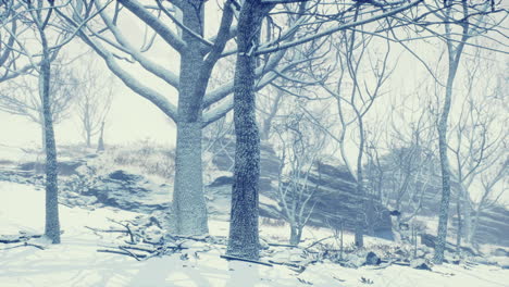 winter-deciduous-forest-on-a-foggy-morning