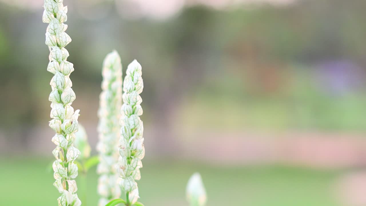 정원에서 꽃이 피는 꽃의 클로즈업